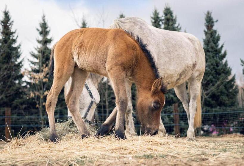 בית מלון כפרי Sokole Ranczo