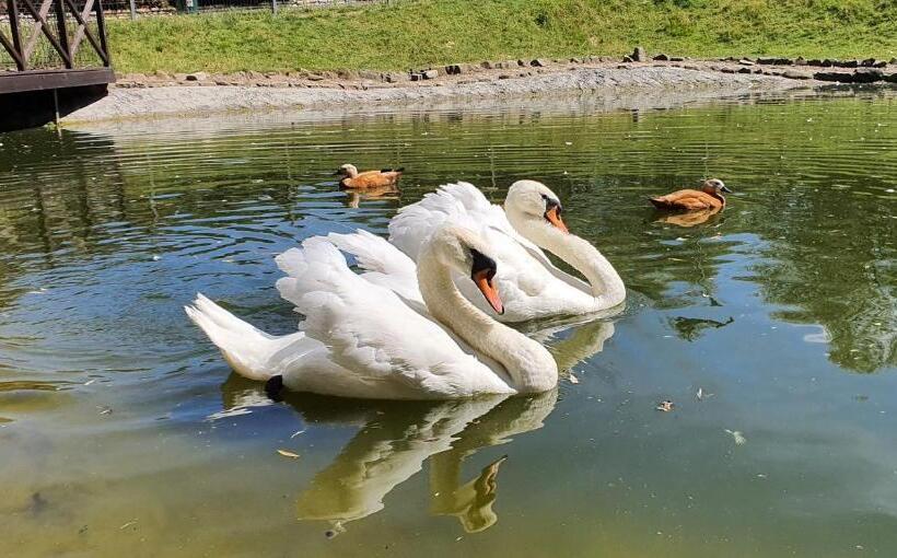 ホテル Zajazd Celtycki