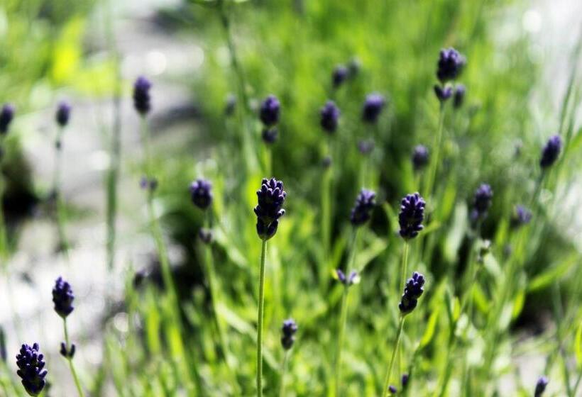 渡假胜地  Koszarka Venue & Spa