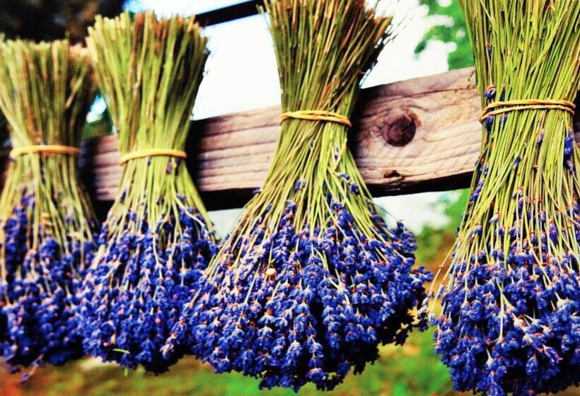 渡假胜地  Koszarka Venue & Spa