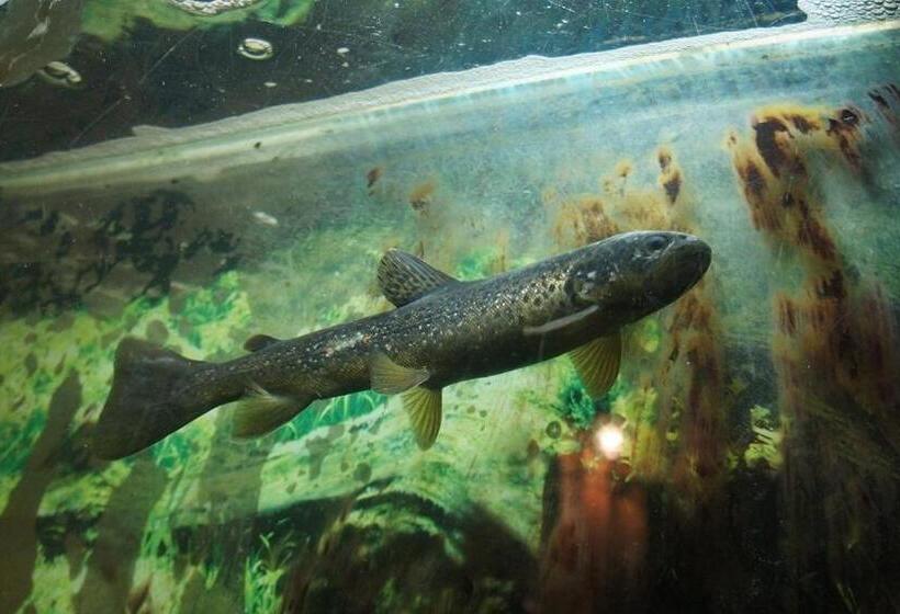 הוסטל Zajazd Pod Chmurką