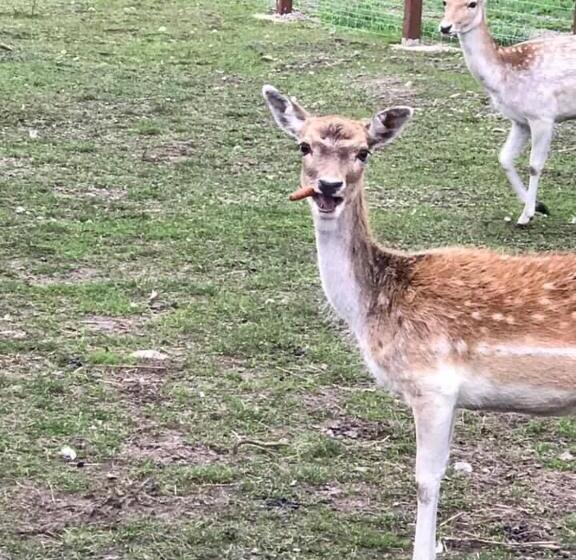 住宿加早餐  Olszynowy Dwór