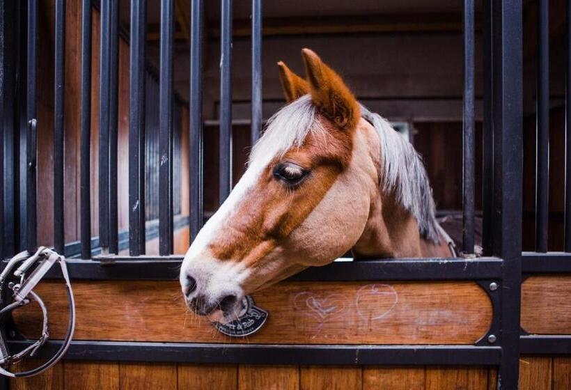 تختخواب و صبحانه Salio Equisport Resort