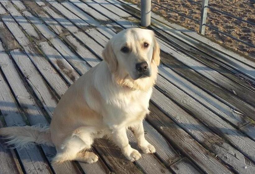 Bed and Breakfast Siedlisko Nad Miedwiem