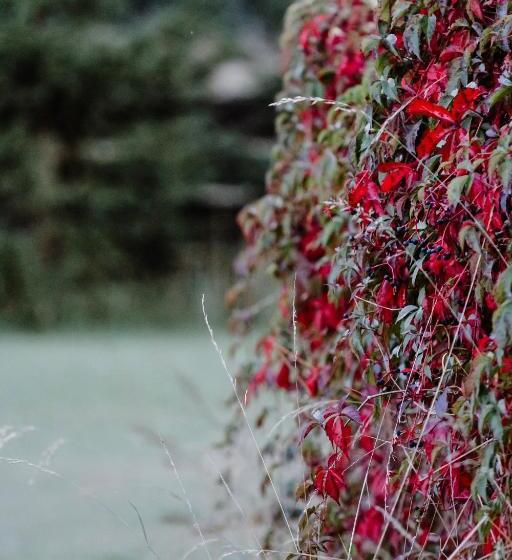 Bed and Breakfast Siedlisko Nad Miedwiem