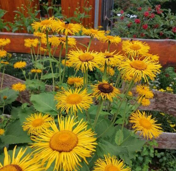 تختخواب و صبحانه Villa Nostalgia