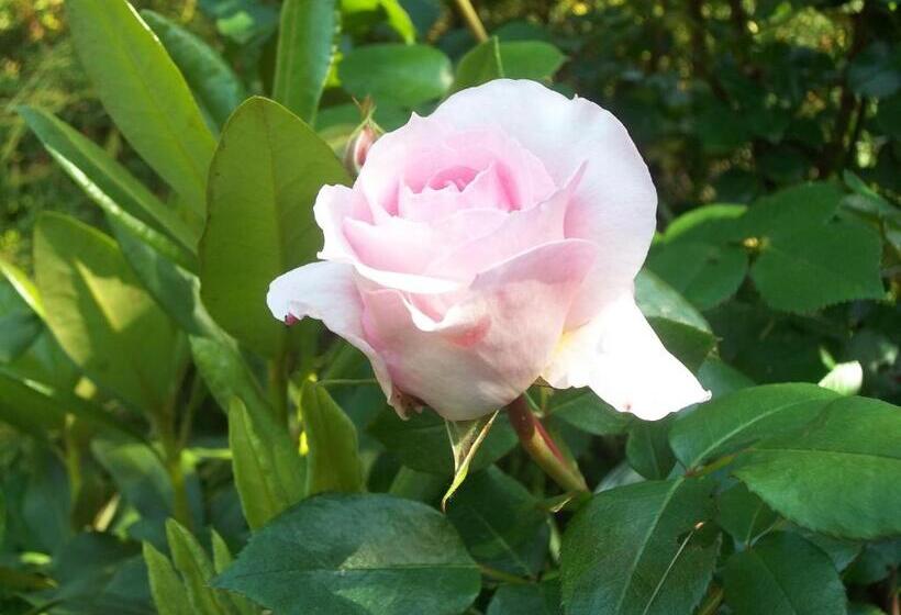 호텔 Dwór W Boleniu