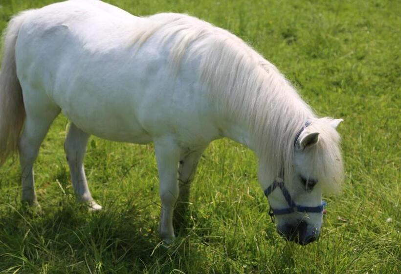 酒店 Gospodarstwo Agroturystyczne Stary Młyn Wilczkowice