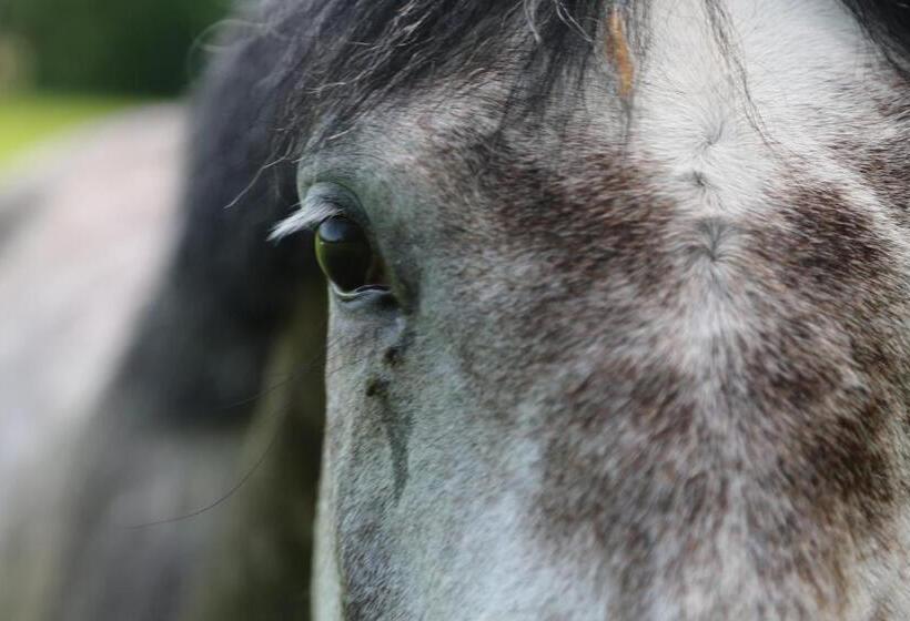 酒店 Gospodarstwo Agroturystyczne Stary Młyn Wilczkowice
