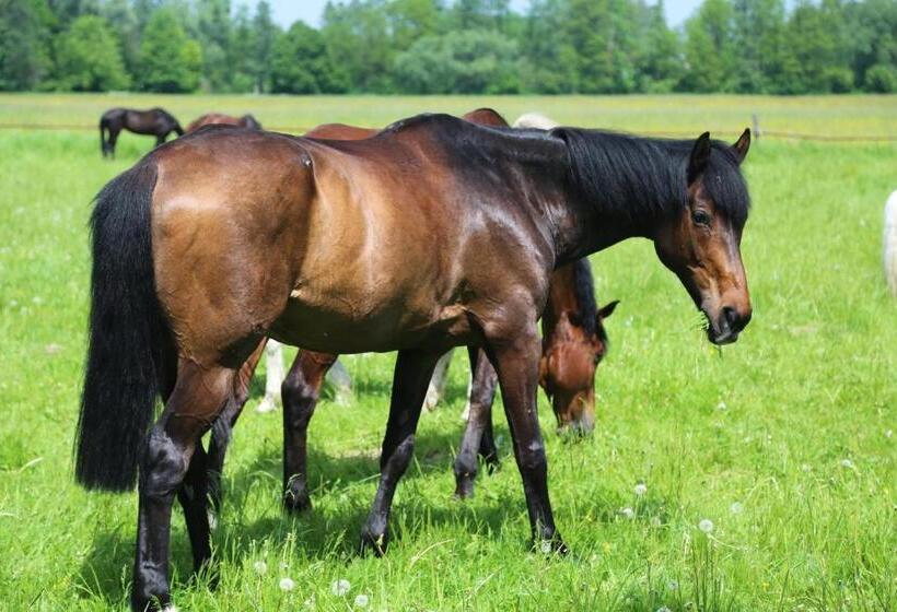 酒店 Gospodarstwo Agroturystyczne Stary Młyn Wilczkowice