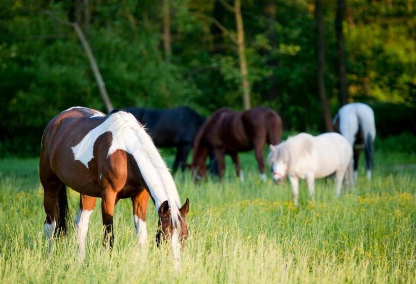 酒店 Gospodarstwo Agroturystyczne Stary Młyn Wilczkowice