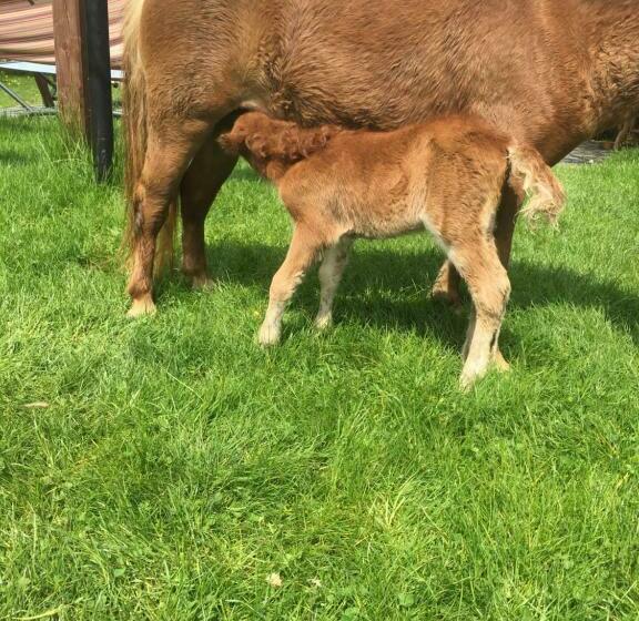 酒店 Krajno Paradise