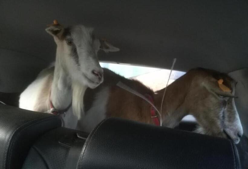 酒店 Pensjonat Przy Stajni