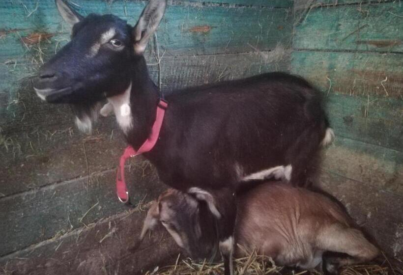 Отель Pensjonat Przy Stajni