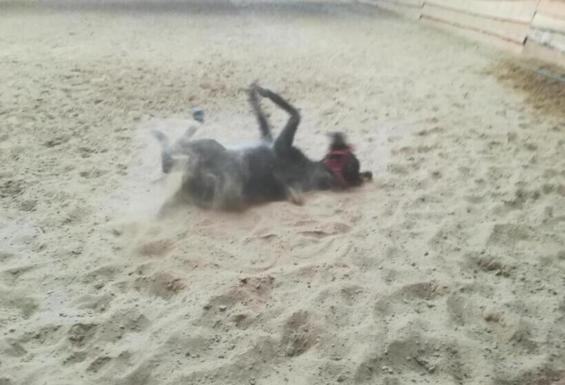 Отель Pensjonat Przy Stajni