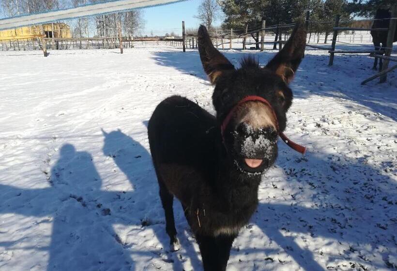 Отель Pensjonat Przy Stajni