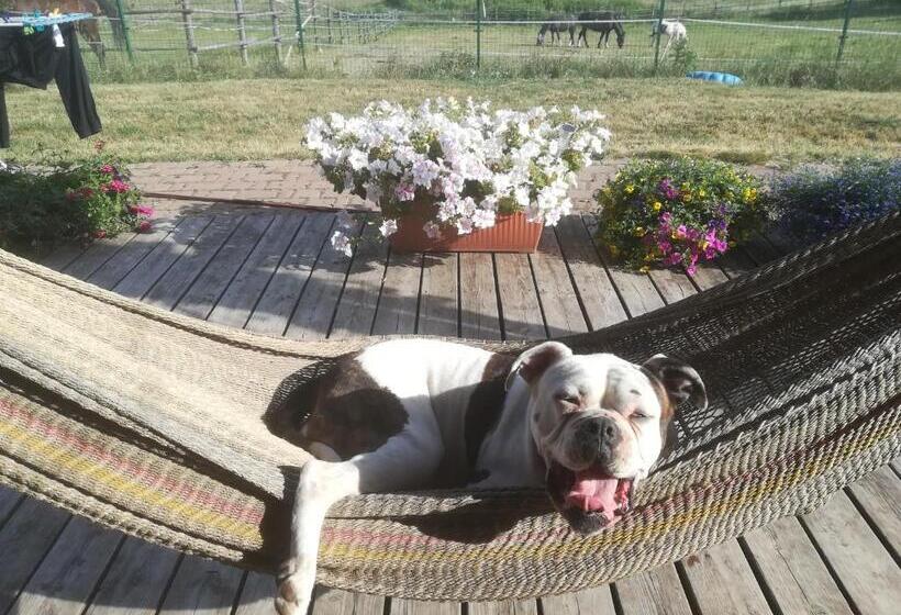 Отель Pensjonat Przy Stajni