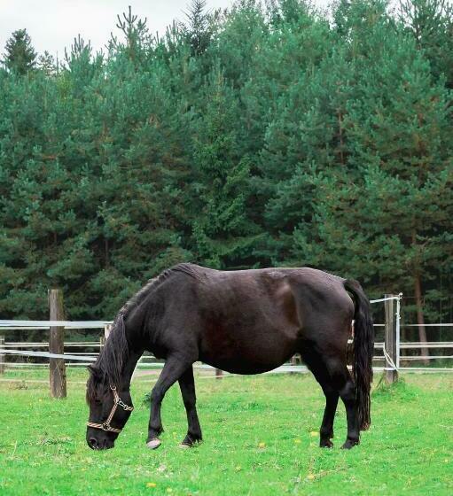 בית מלון כפרי Zajazd Chyżne