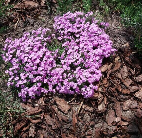 پانسیون Villa Tabu