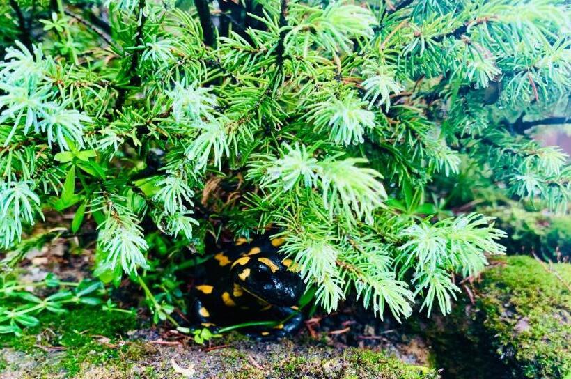 פנסיון Willa Widokowa Zakopane