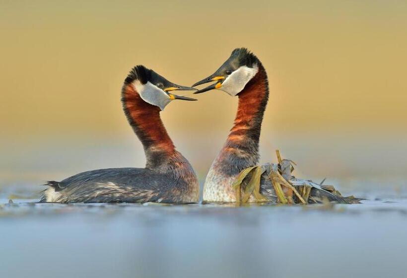 住宿加早餐  Villa Plena