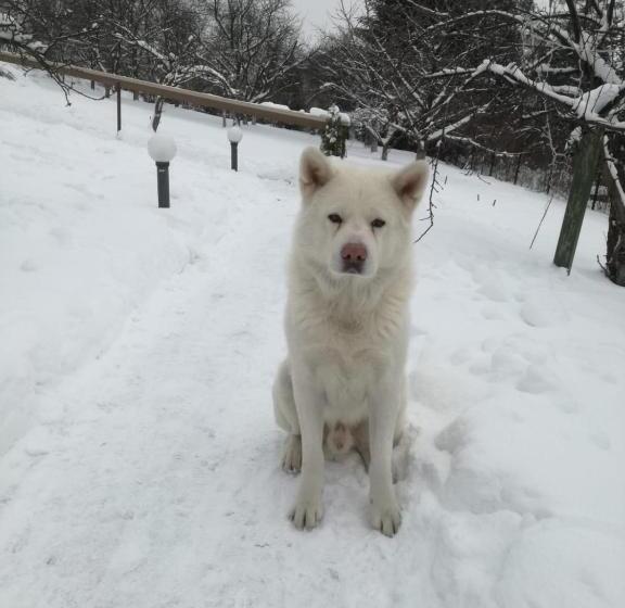 تختخواب و صبحانه Willa Panorama Spa