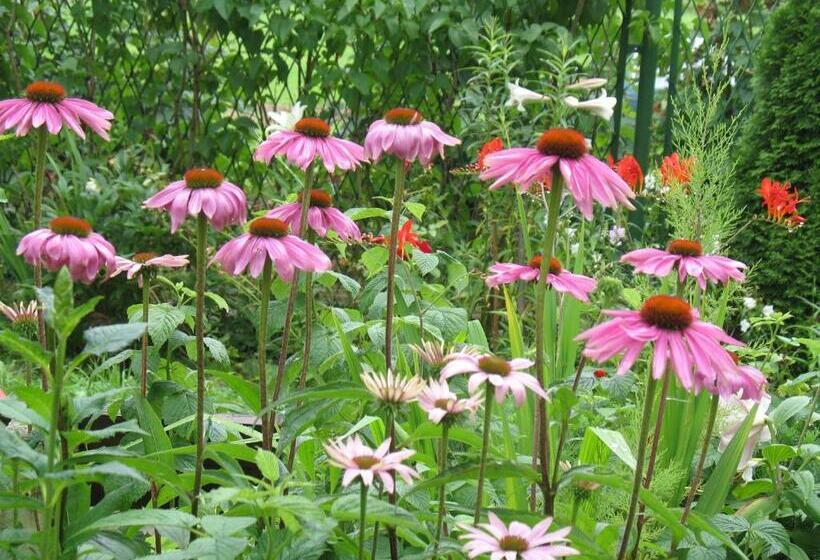 تختخواب و صبحانه Willa Pod Aniołem