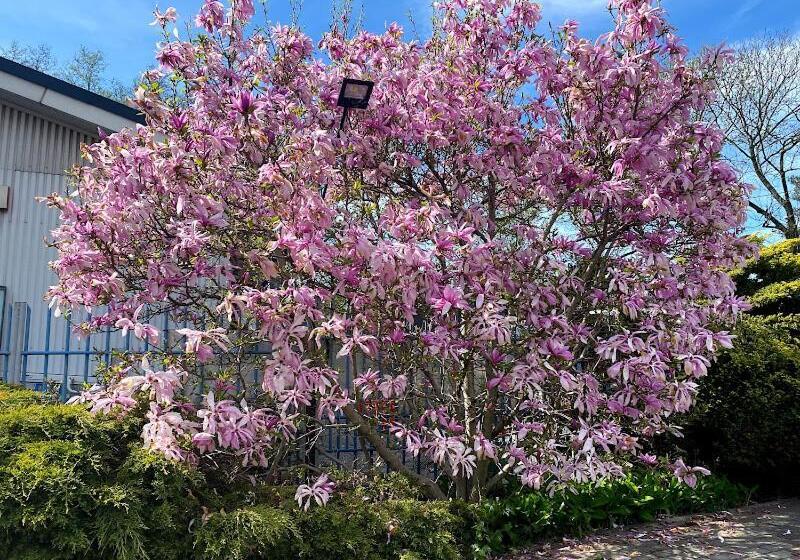 Obiekt Czarny Rycerz