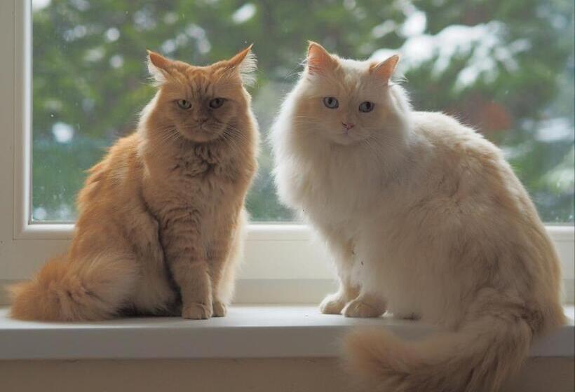 پانسیون Willa Pasja