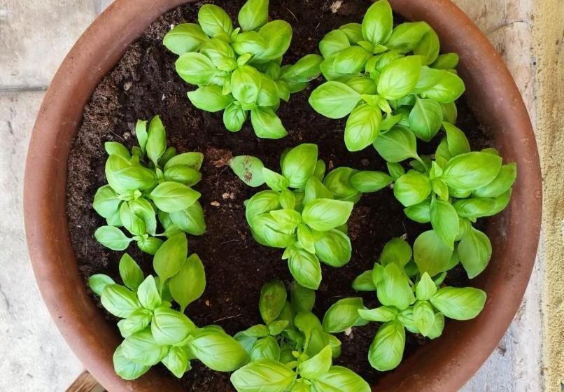 פנסיון Country House Casamiriam