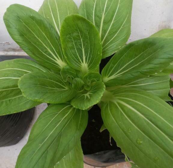 بنسيون Kamatha Ceylon