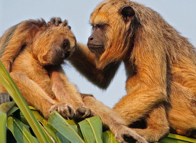 בית מלון כפרי Yporá Lodge