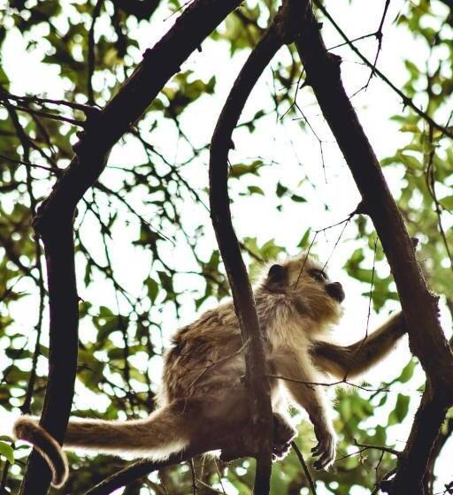 בית מלון כפרי Yporá Lodge
