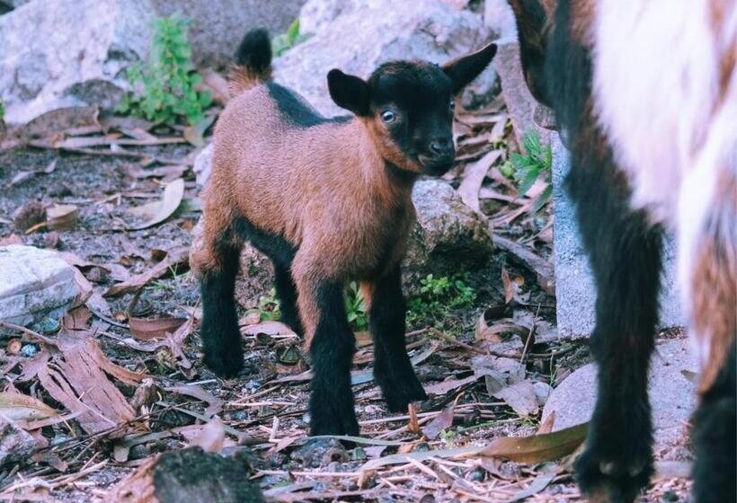 ユースホステル Cliff Surf House