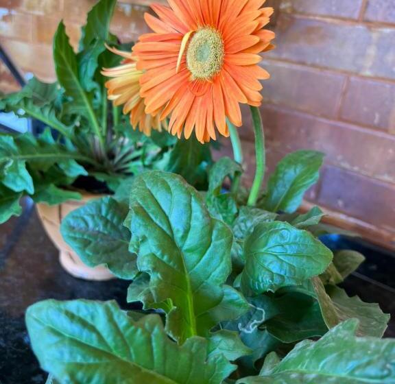 酒店 Pousada Bangalôs Sol De Lagoinha