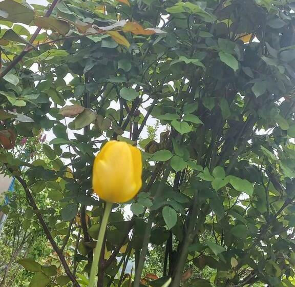 펜션 Gala Guesthouse