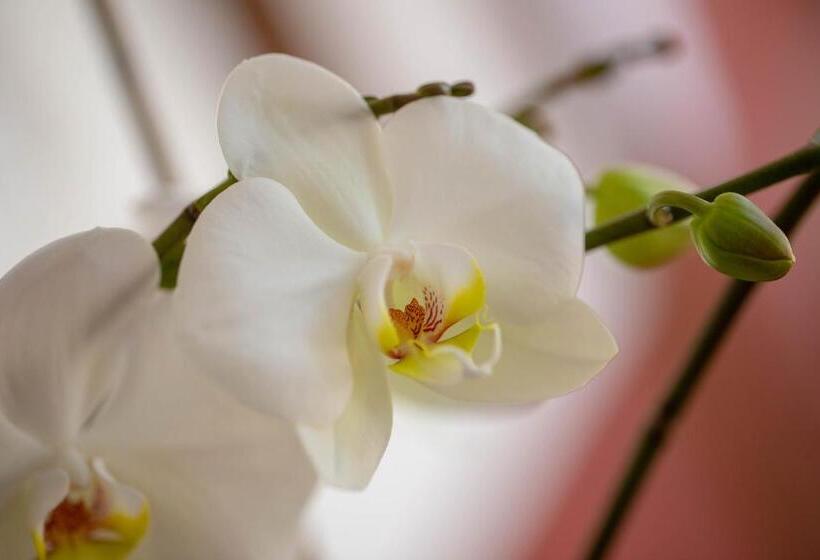 فندق Ex Hacienda Santa Cecilia