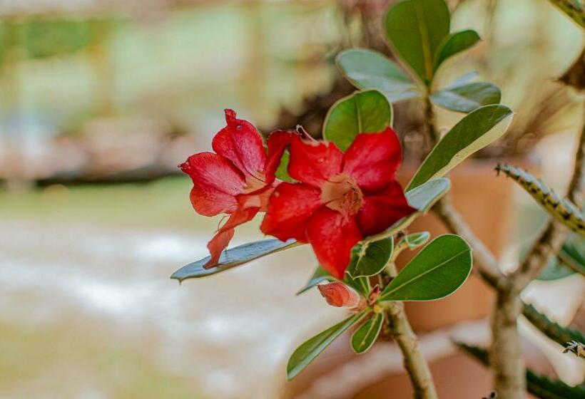 הוסטל águas De Maria   Centro De Serra