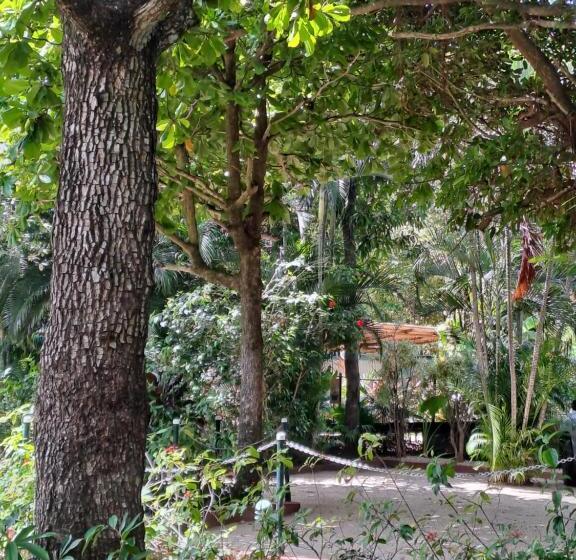 Bed and Breakfast Casa Mapache