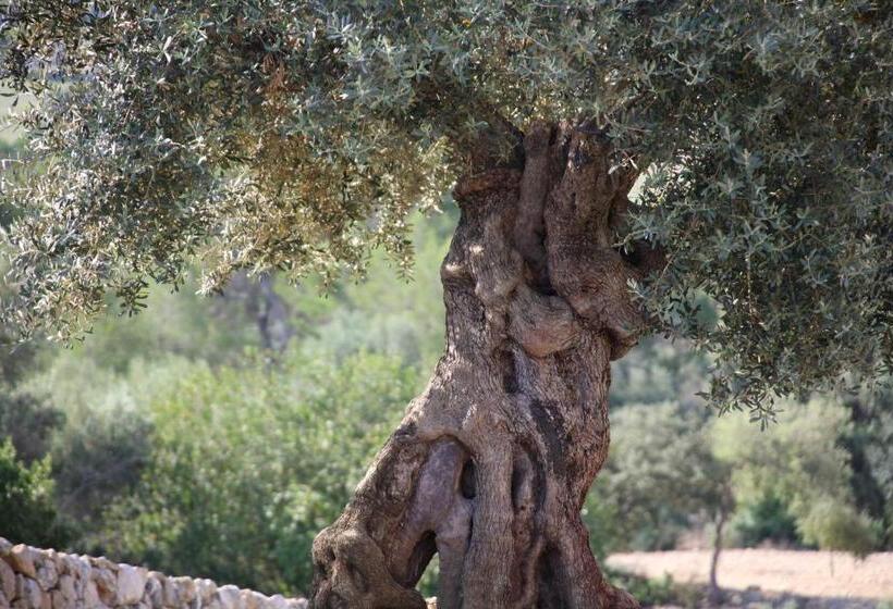 Fincahotel Treurer   Olive Grove & Grand House   Adults Only