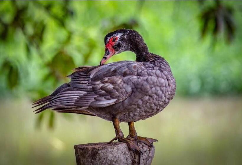 Hotel Hacienda Cacaoymango