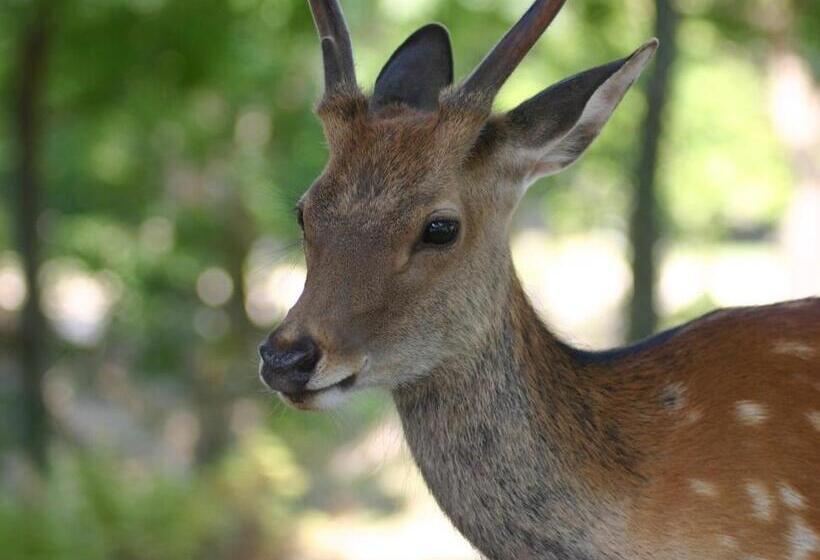 پانسیون Uji   House   Vacation Stay 9753