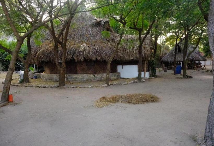 膳宿费 Auroa Palomino