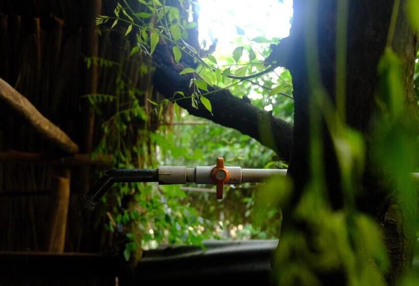 膳宿费 Auroa Palomino