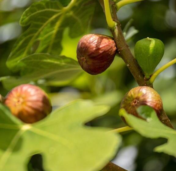 펜션 Füge Villa Luxury & Wellness