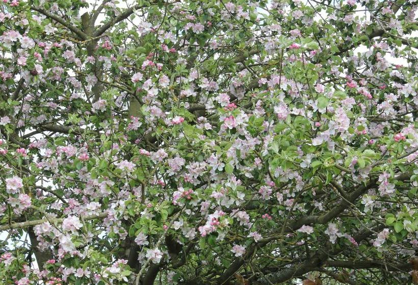 Bed and Breakfast Austons Down