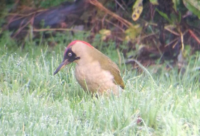Bed and Breakfast Austons Down