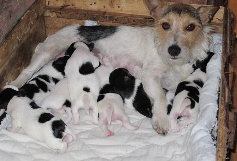 住宿加早餐 Bluebell Farm