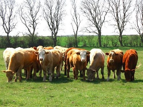 민박 Bridge Cottage