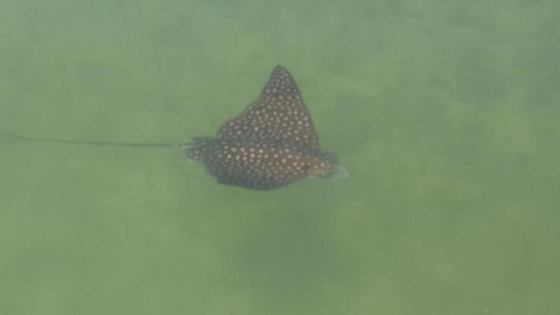 Floating Sea Cove Resort & Marina